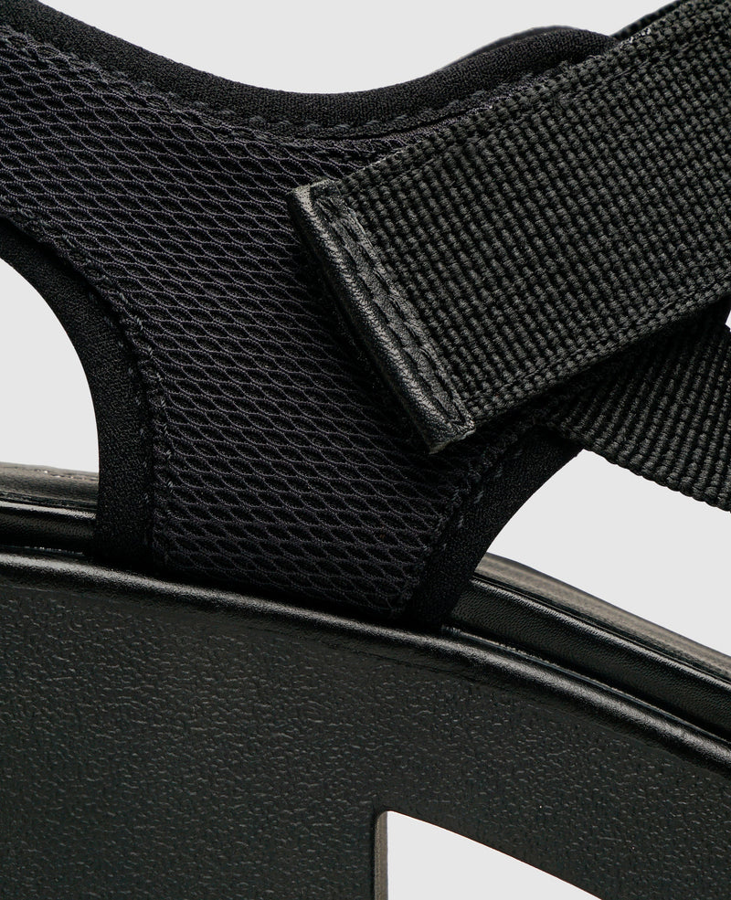 Dioon - Black